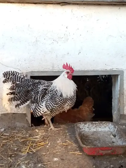 Reinrassiger Silberbrakelhahn