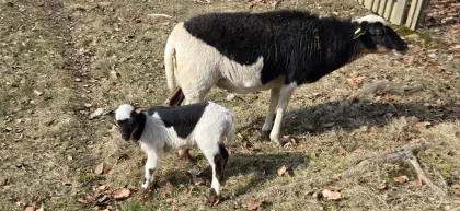 Kamerun Jungbock dreifarbig