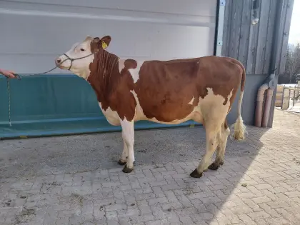 Verkaufe BIO Jungkuh