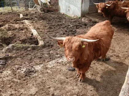 Hochlandrind Stier