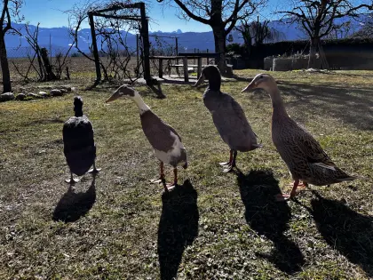 Bruteier von Laufenten