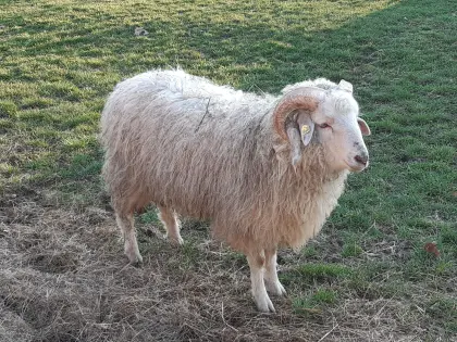 Reinrassiger Bio-Waldschaf-Jungwidder und Weibchen