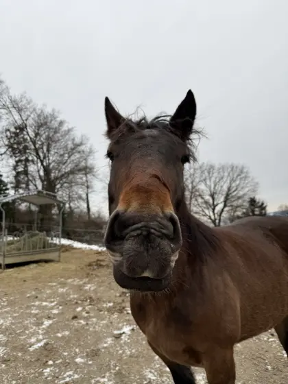 Verkaufe Norikerstute