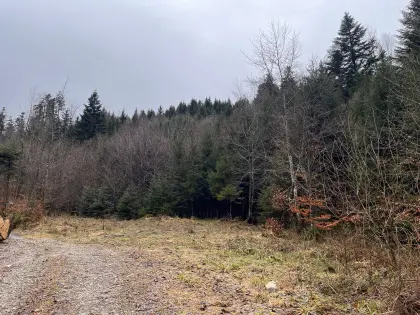Wald 1,5 ha im Bezirk Gmunden - Mischwald