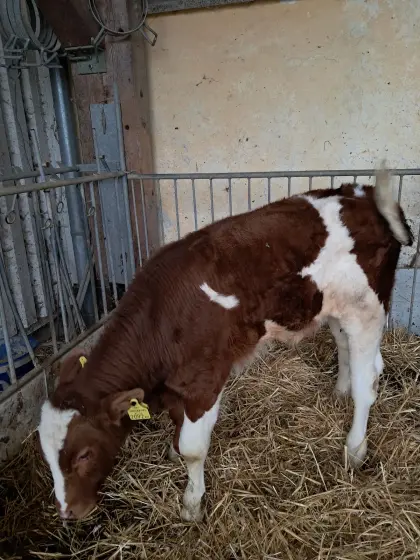 Verkaufe Bio-FL Stierkalb