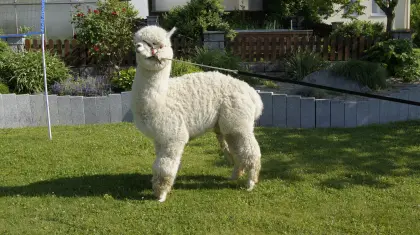 Alpaka, Alpaka Deckhengst zu verkaufen