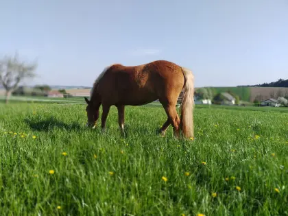 Haflinger Stute 5 Jährig