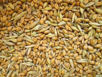 25 Kg,Futterweizen, Mais, Hühner, Enten, Tauben, Gänse,Hasen