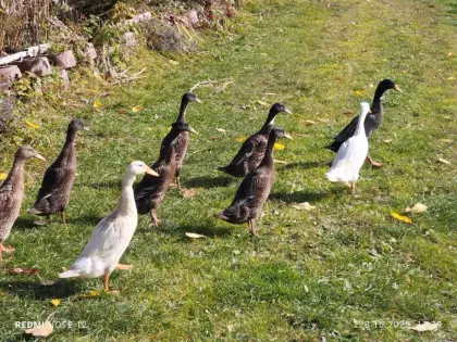 Reinrassige Laufenten