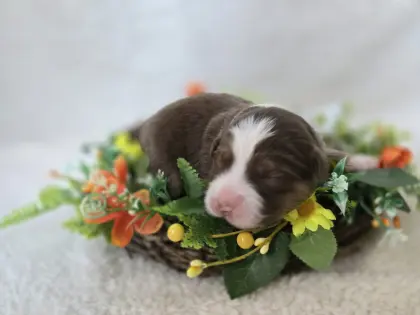 Australian Shepherd Welpen verfügbar