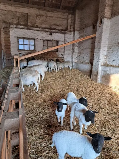 Schafherde Bio Dorper