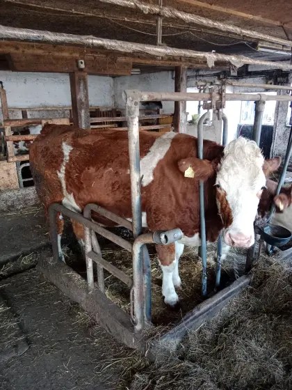 Trächtige FV-Kalbinn genetisch hornlos (Mutterkuh)