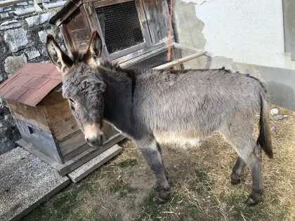 Eselstutenfohlen LUISA