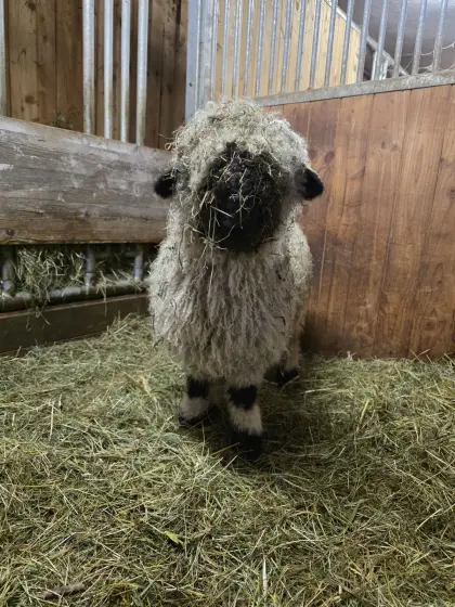Walliser Schwarznasen Auenlamm