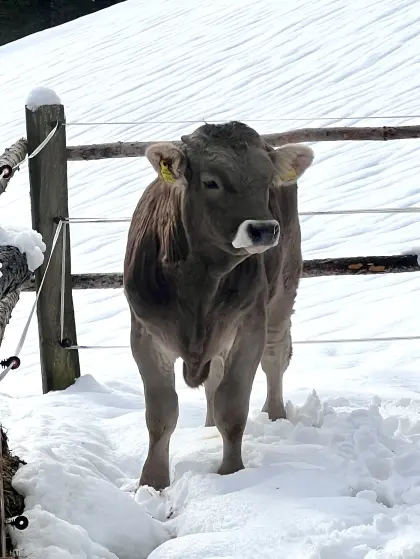 Schweizer Original Braunvieh Stier