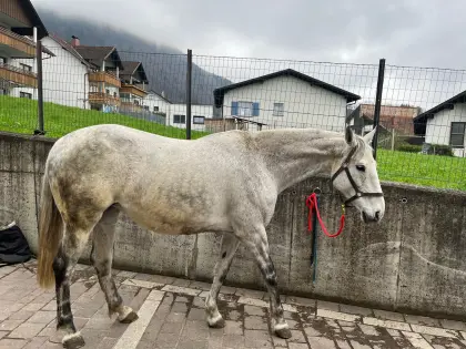 Zuchtstute aktuell Tragend