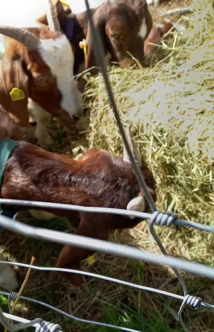 Burenziegen, Herdenbuch