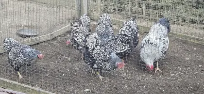 Bruteier und 2 Hennen silber/schwarz Zwergwyandotten