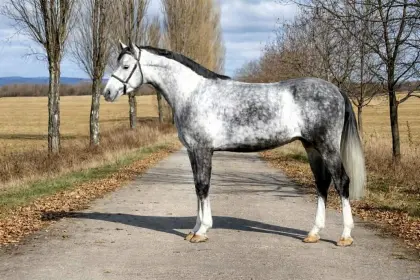 Apfelschimmel Wallach zu verkaufen