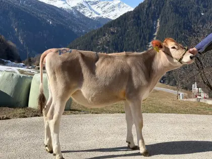 Braunvieh Zuchtkalb