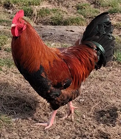 Schöne Hähne zu vergeben