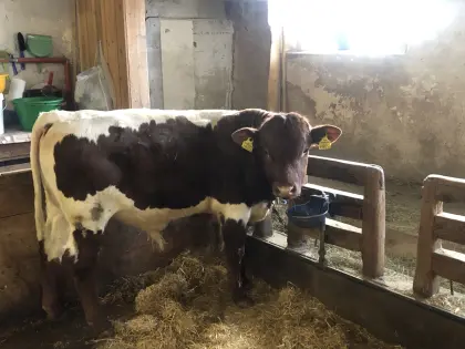 Pinzgauer jung Zuchtstier  genetisch Hornlos