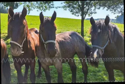 Mohrenkopf Wallach Hengste