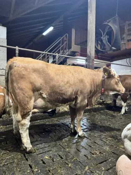 Fleckviehzuchtkuh aus dem Betrieb Moitzi in Obdach