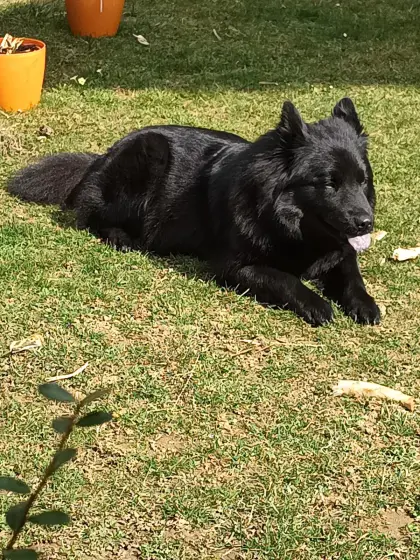 Welpen Wurfankündigung