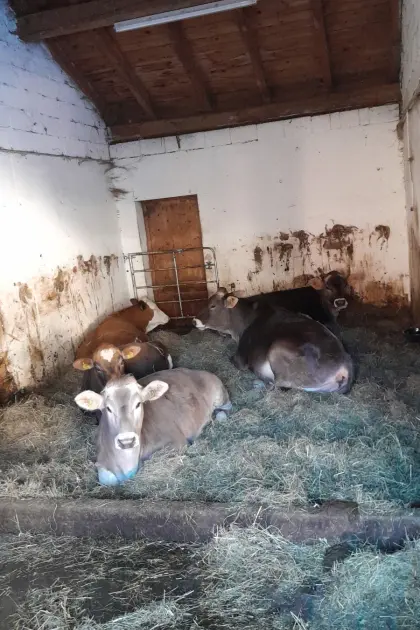 Verkaufe Fleckvieh Jungkalbin.