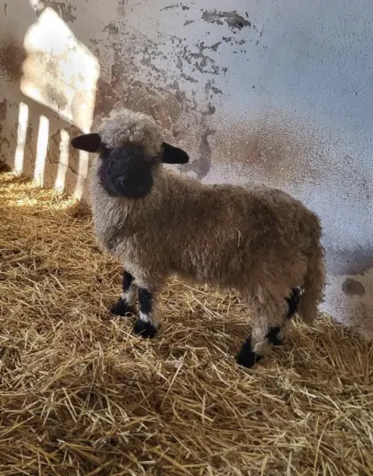 Walliser Schwarznasenschaf Weibchen