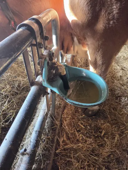 Tränkebecken Suevia