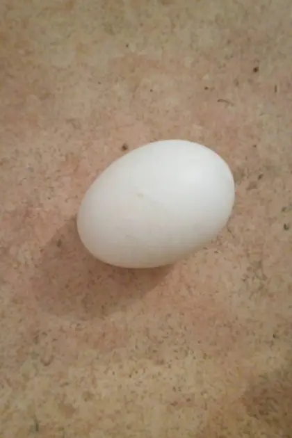 Bruteier Huhn und Ente