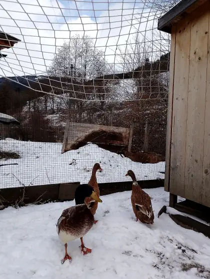 Laufenten Bruteier, Küken