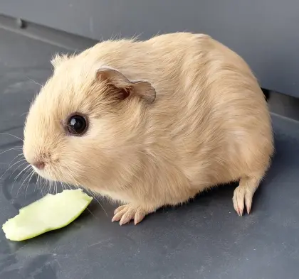 California-Meerschweinchen