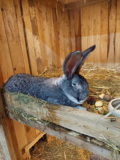 Deutscher Riese Rammler