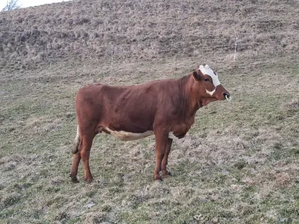 Kalbinnen Jersey x Fleckvieh