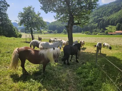 Verkaufe mehrere Ponys