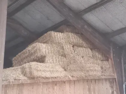 Triticale Stroh