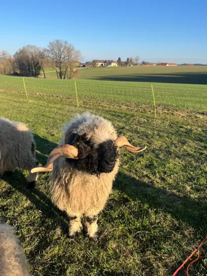 Walliser Schwarznasenschaf Widder HB