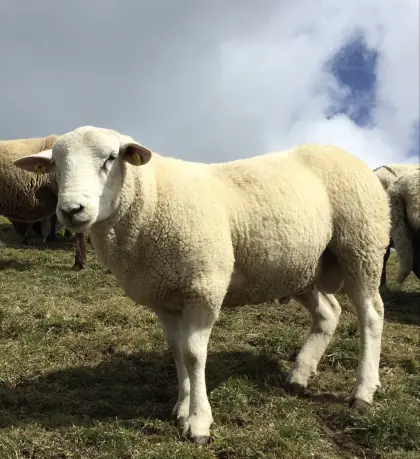 Suche gekörten Texel-Widder