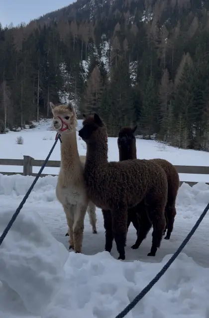 Alpakas zu verkaufen