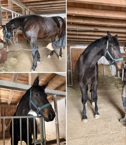 Beistellerin, Warmblut