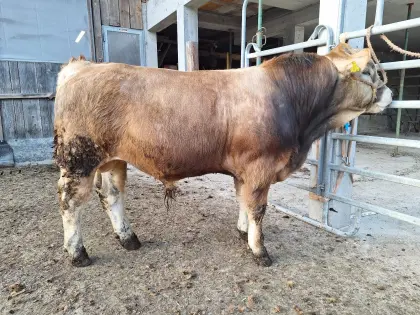 Murbodner Zuchtstier