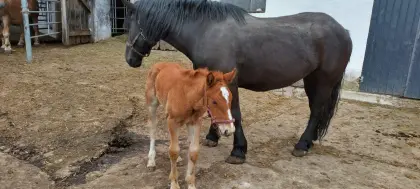 Noriker Fohlen Wallach Hengst Stuten