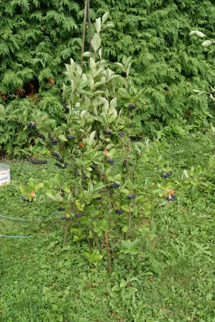 Aronia  Aroniasträucher
