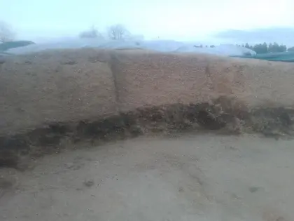 Mais- und Gras-Silage-Mix, konventionell