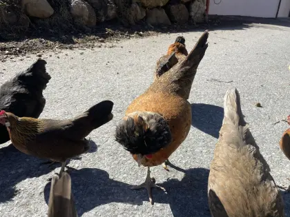 Hühner Zwerghühner Zwergpaduaner seidenhühner Zwerg Cochin