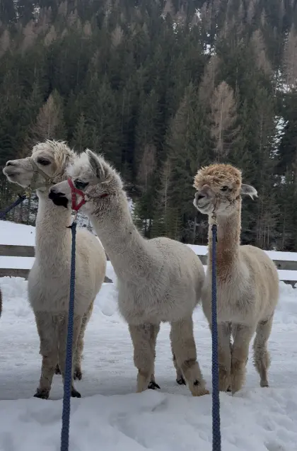 Alpakas zu verkaufen
