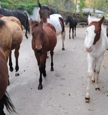 Quarter/Paint und Mix Fohlen